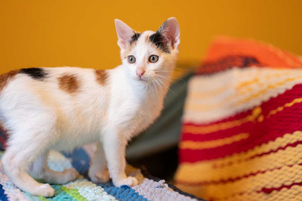 Trikolorki czyli radość i miłość razy 3