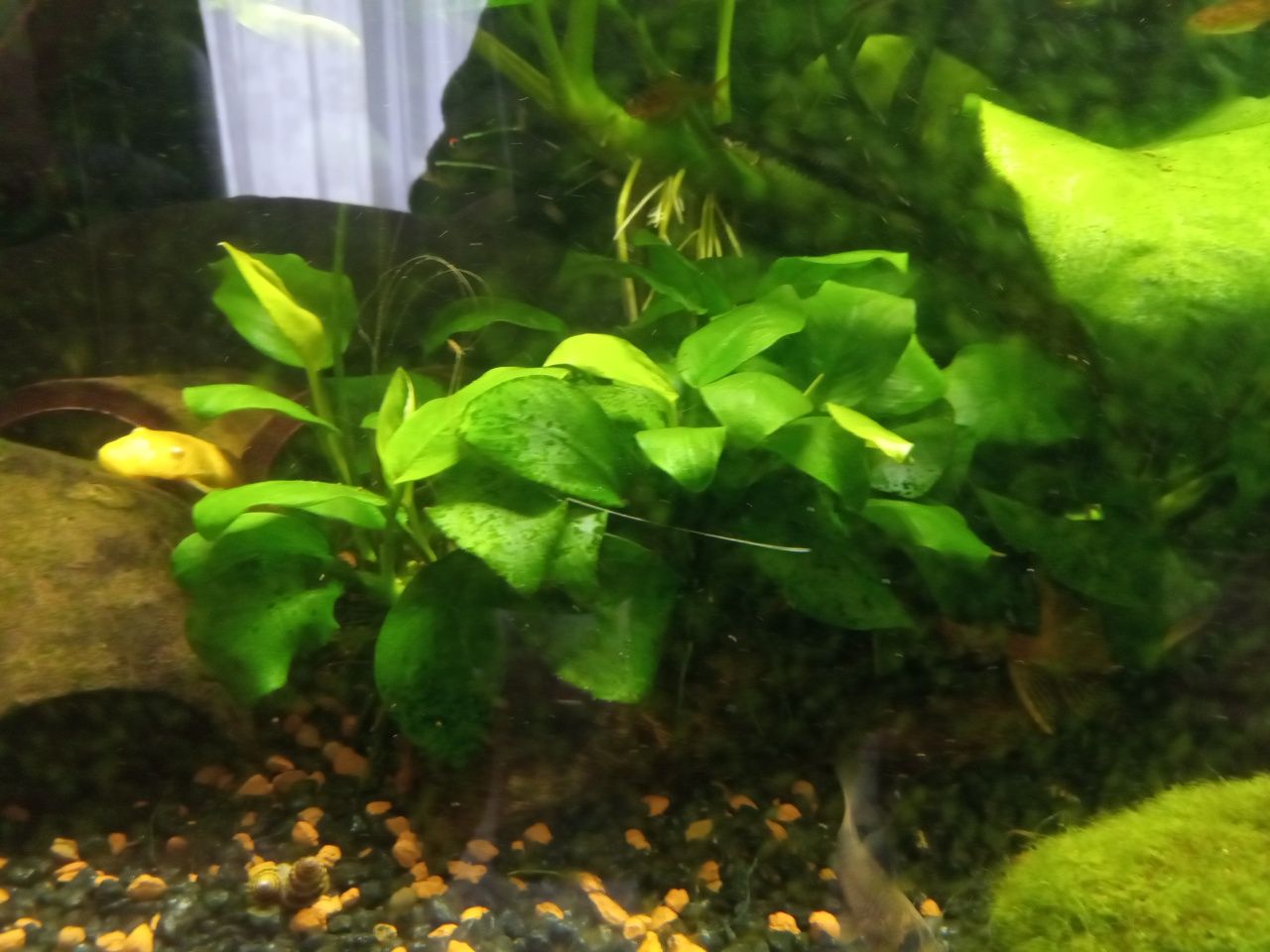 Anubias średni, ukorzeniona odnoga, łatwa uprawa