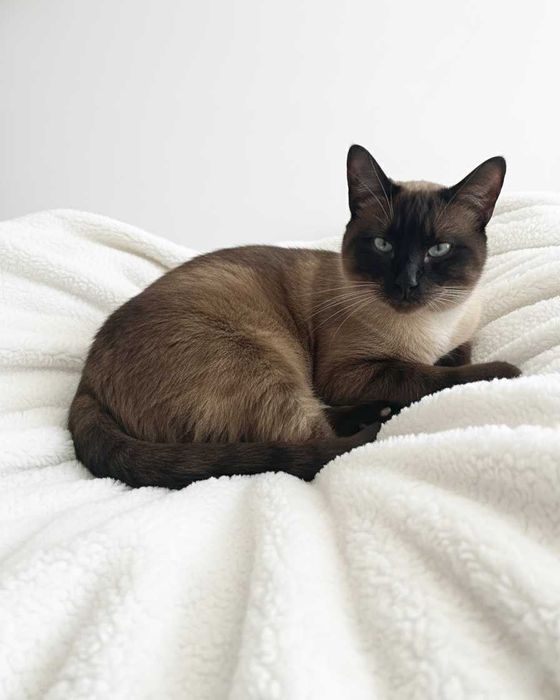 Setúbal / Margem Sul / Lisboa — BALTAZAR, gatinho para adoção