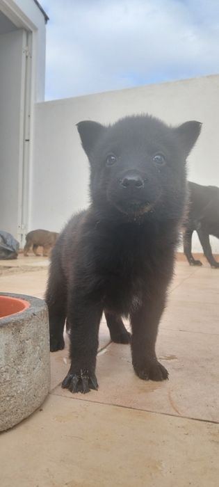 Serra da estrela x Pastor alemão