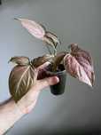 Syngonium Red Spot