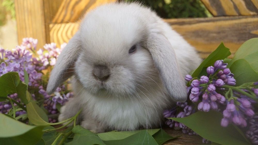 100 procentowe mini lop hermelin karzełek, jedyne takie w Polsce