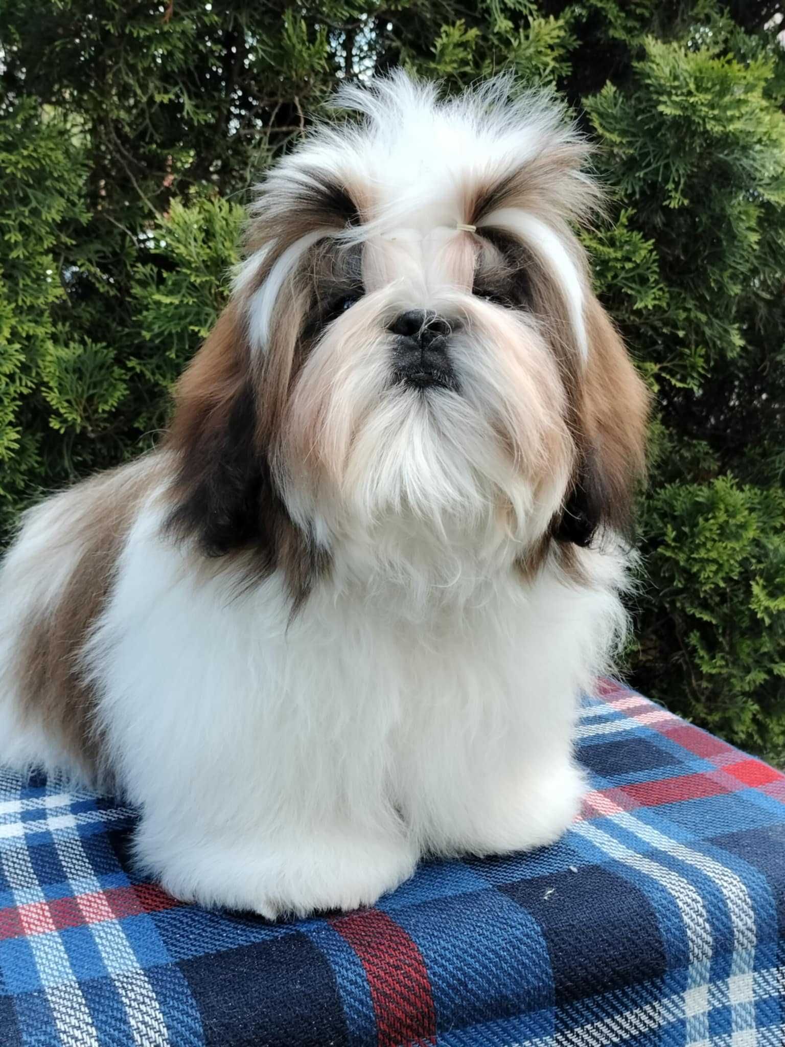 Śliczny odchowany piesek shih tzu ZKwP FCI