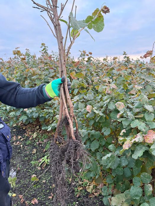 Продам дворічні саджанці фундука Істрійський довгий (Istarski dugi)