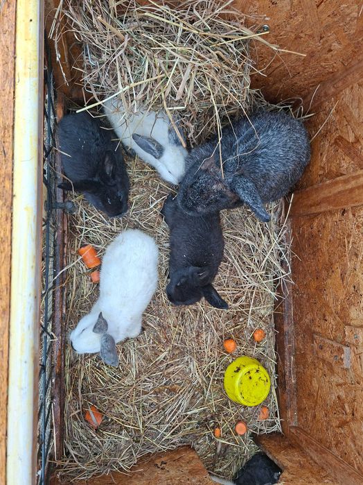 Króliki- oddam za darmo