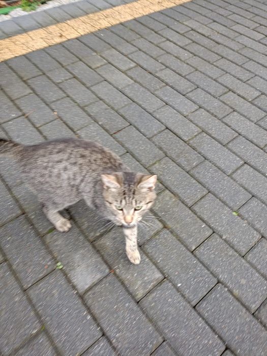 Kotki małe  do oddania