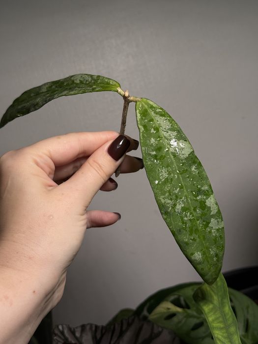 Хойя kaikoeana sp Dahlia