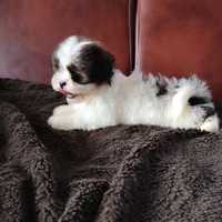 Shih Tzu z domowej hodowli.