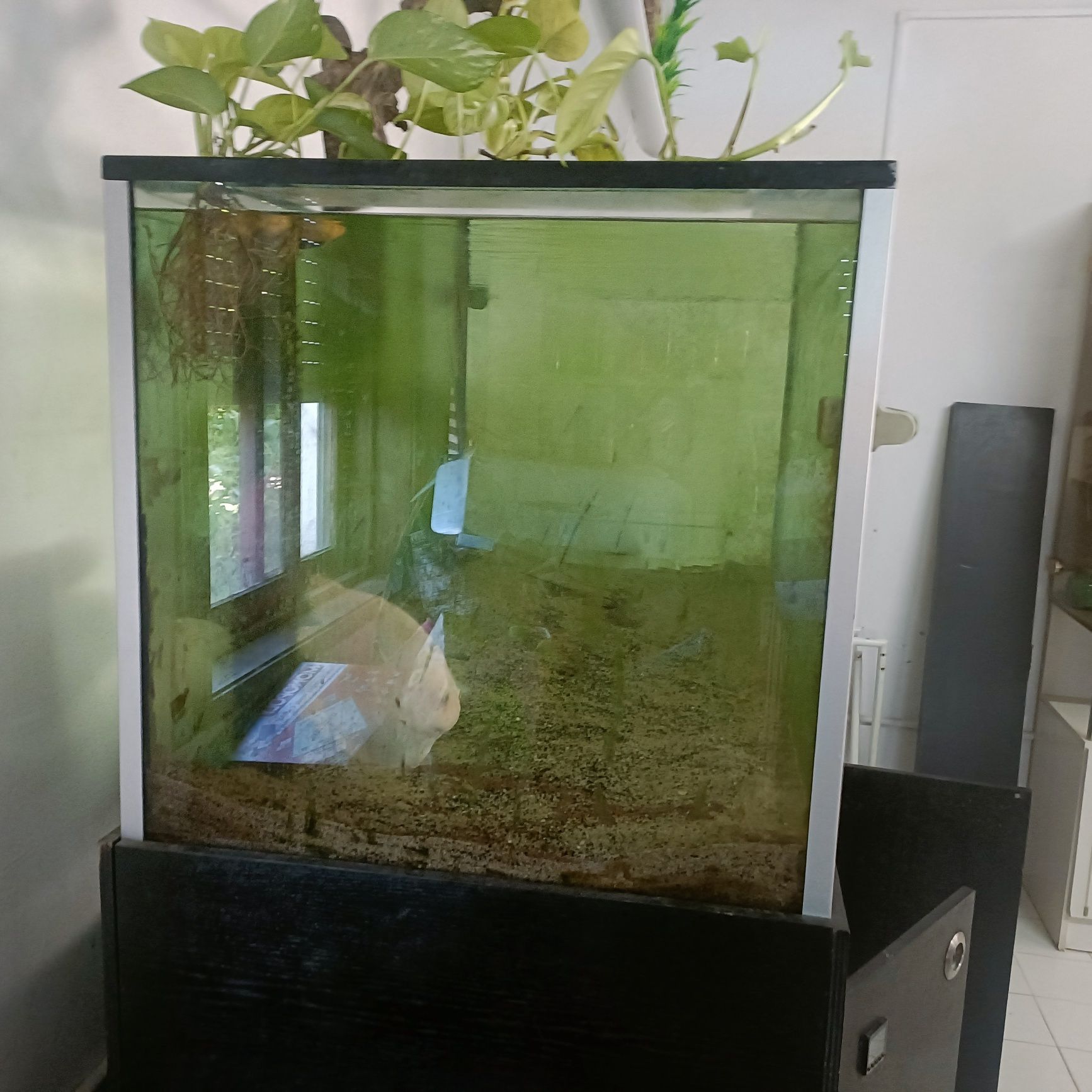 Aquario completo 170x70x70