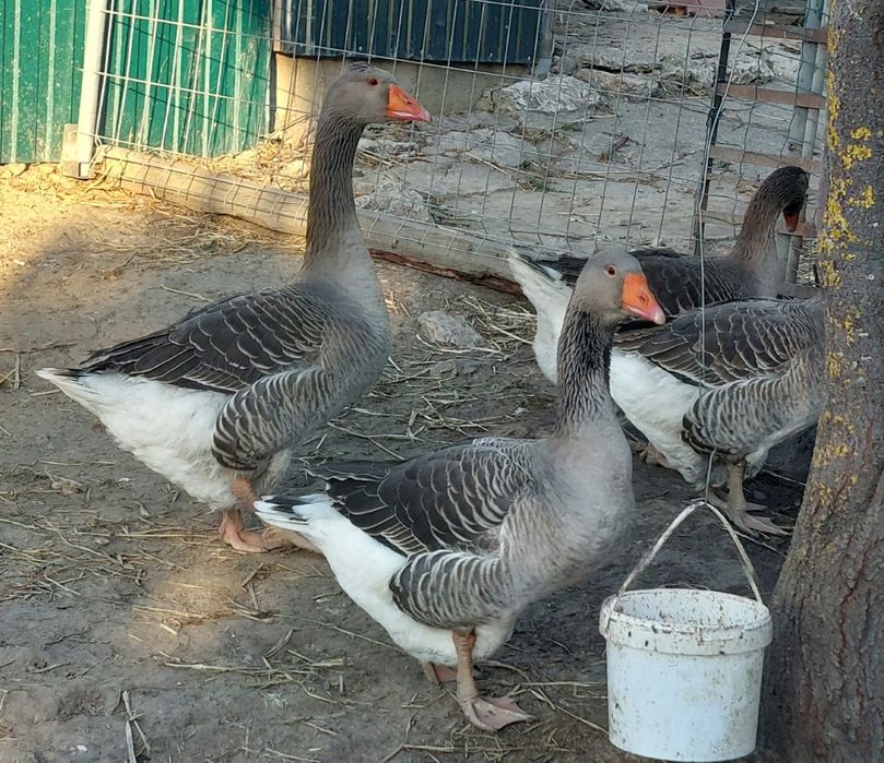 Gansos Toulouse e ovos