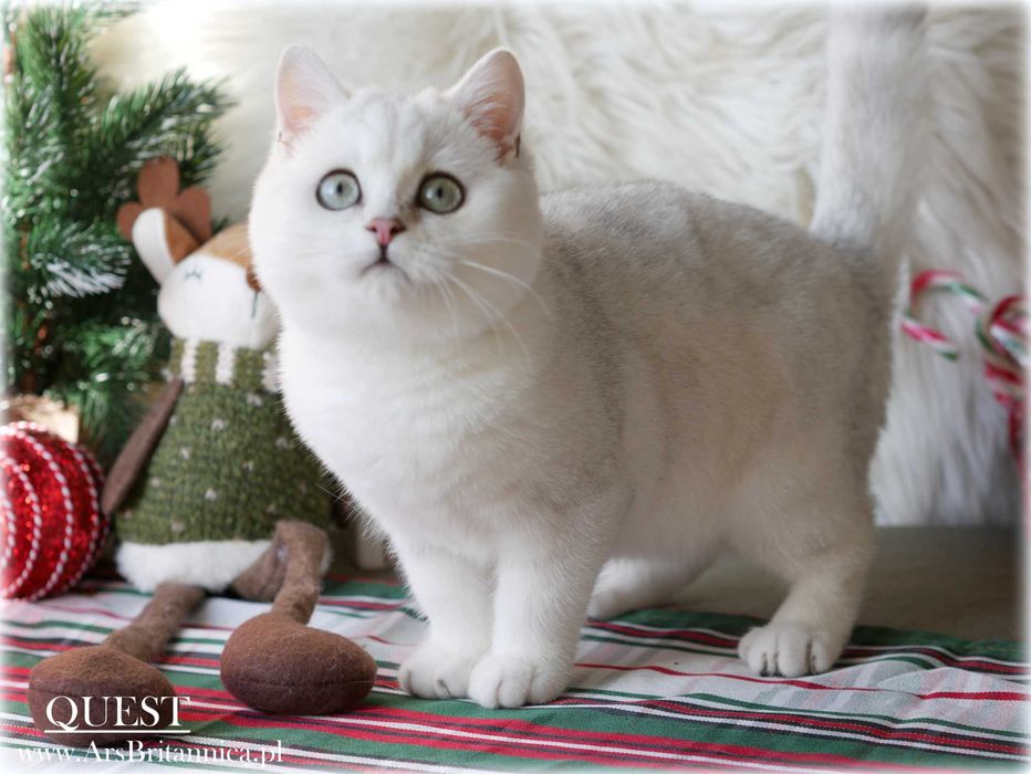 Rozmruczany kocurek brytyjski srebrny cieniowany BRI ns 11 gotowy