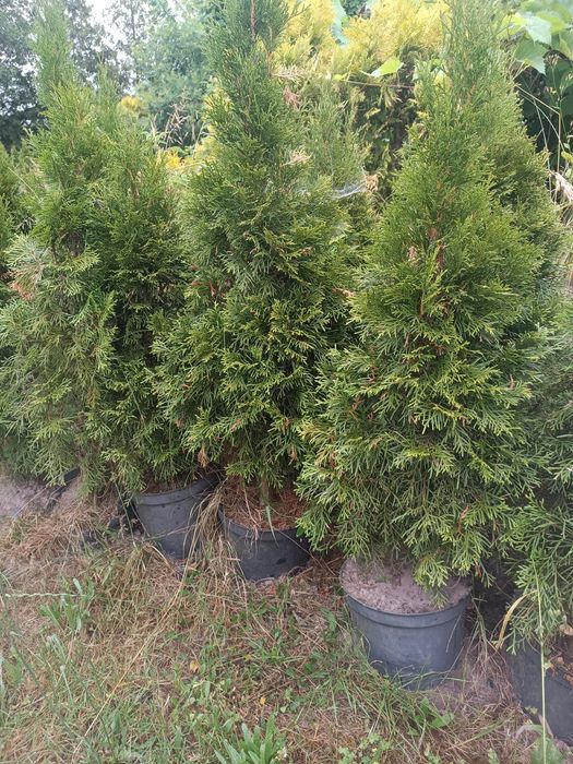 Tuja szmaragd 60-90 cm ,gratis