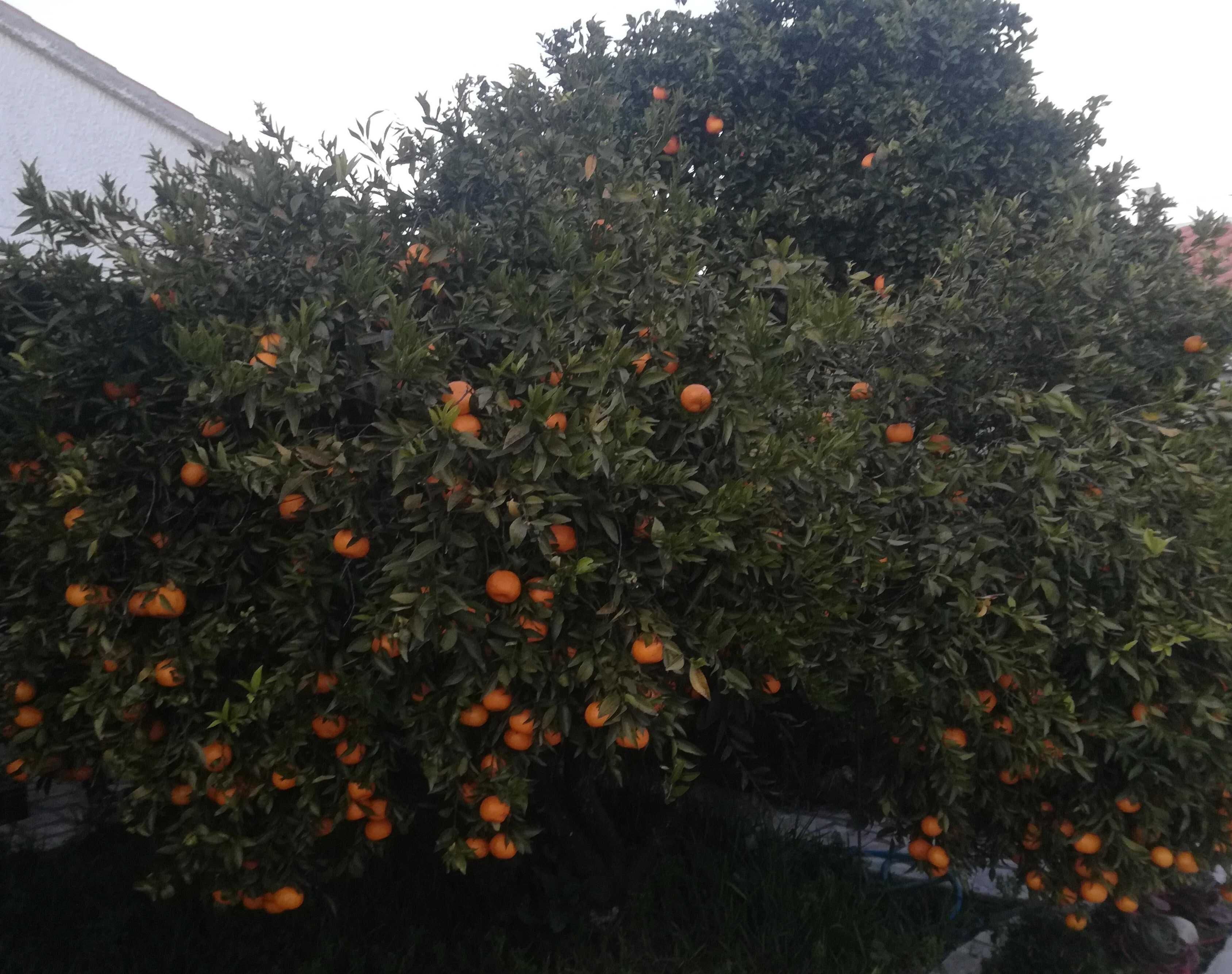 Vende se Fruta (romã / laranjas / tangerinas / clementina)