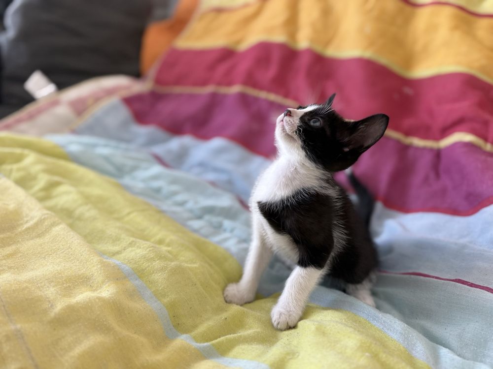 Gatinhos para adopçao 7 semanas