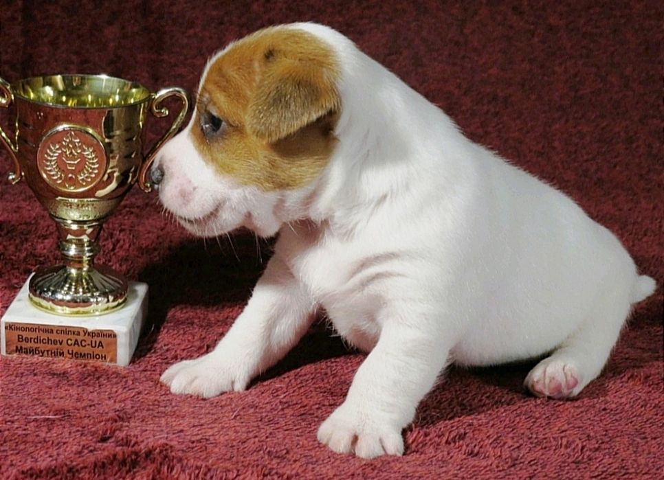 Джек Рассел терьер с документами клуба КСУ