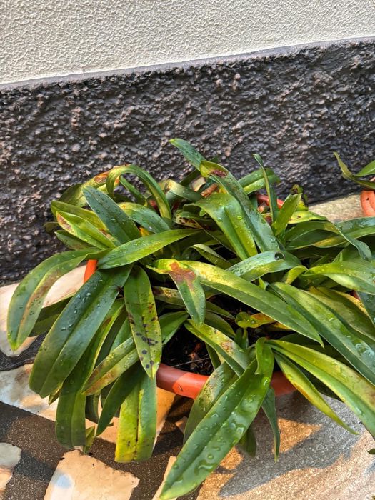 Vasos Planta Orquídea Sapatinho
