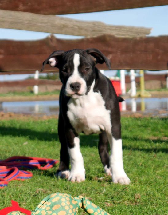 American Staffordshire Terrier ZKwP Amstaff FCI piękny piesek WILDWEST