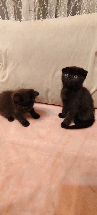 Шотландські кошенята