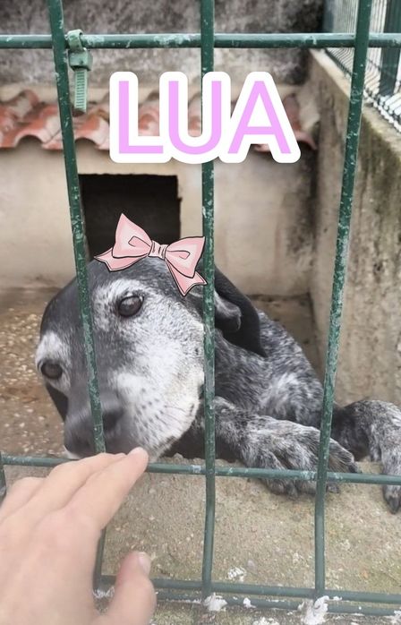 Lua para adoção responsável