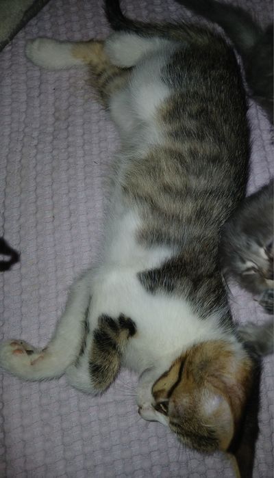 Отдам   котят от веслоухой мамы кошки