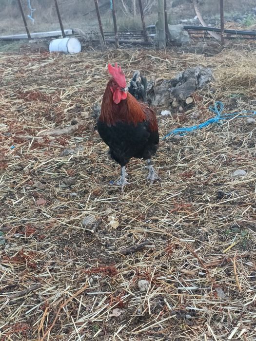 Galo Maran muito boa qualidade