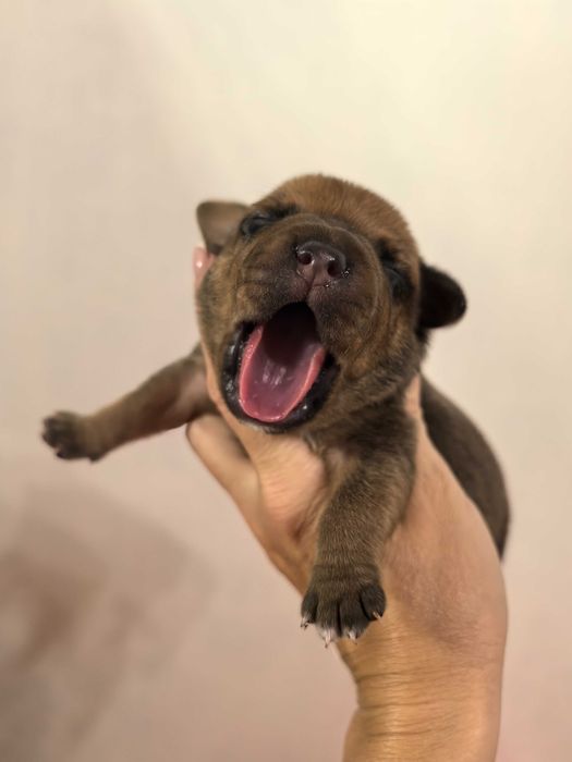 Staffordshire Bull terrier stafik ZKwP