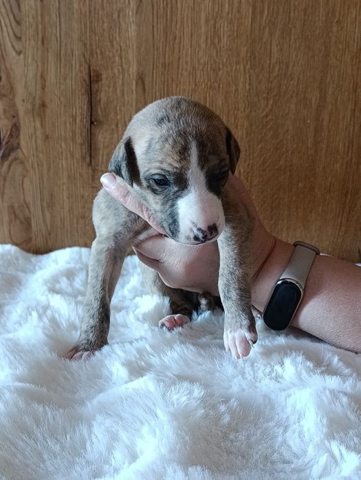 Szczeniaczek Whippet  (chart angielski) - ZkwP