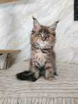 Kotka Maine Coon