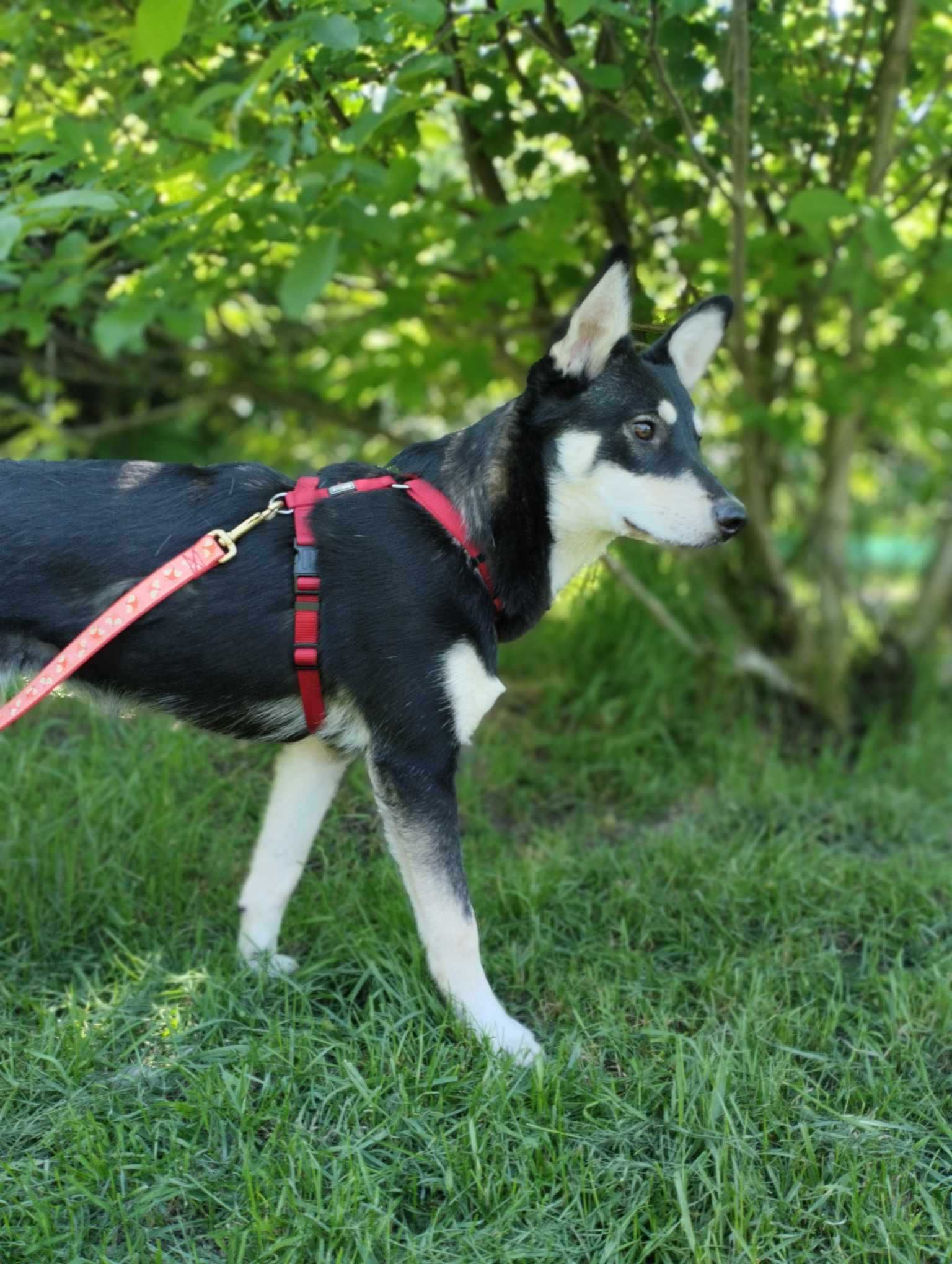 Półroczna suczka mix husky szuka domu