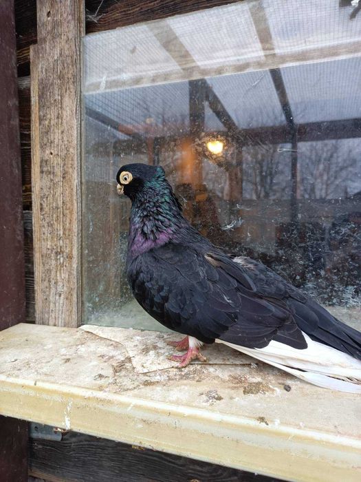 Sprzedam gołębie zamojskie