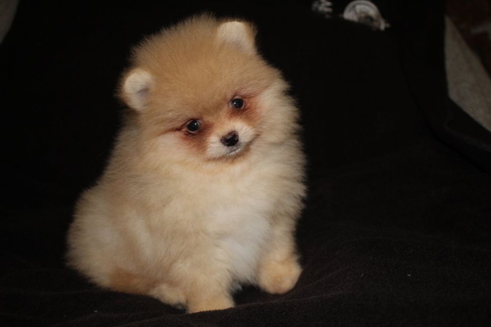 Гарні. Міні і стандарти