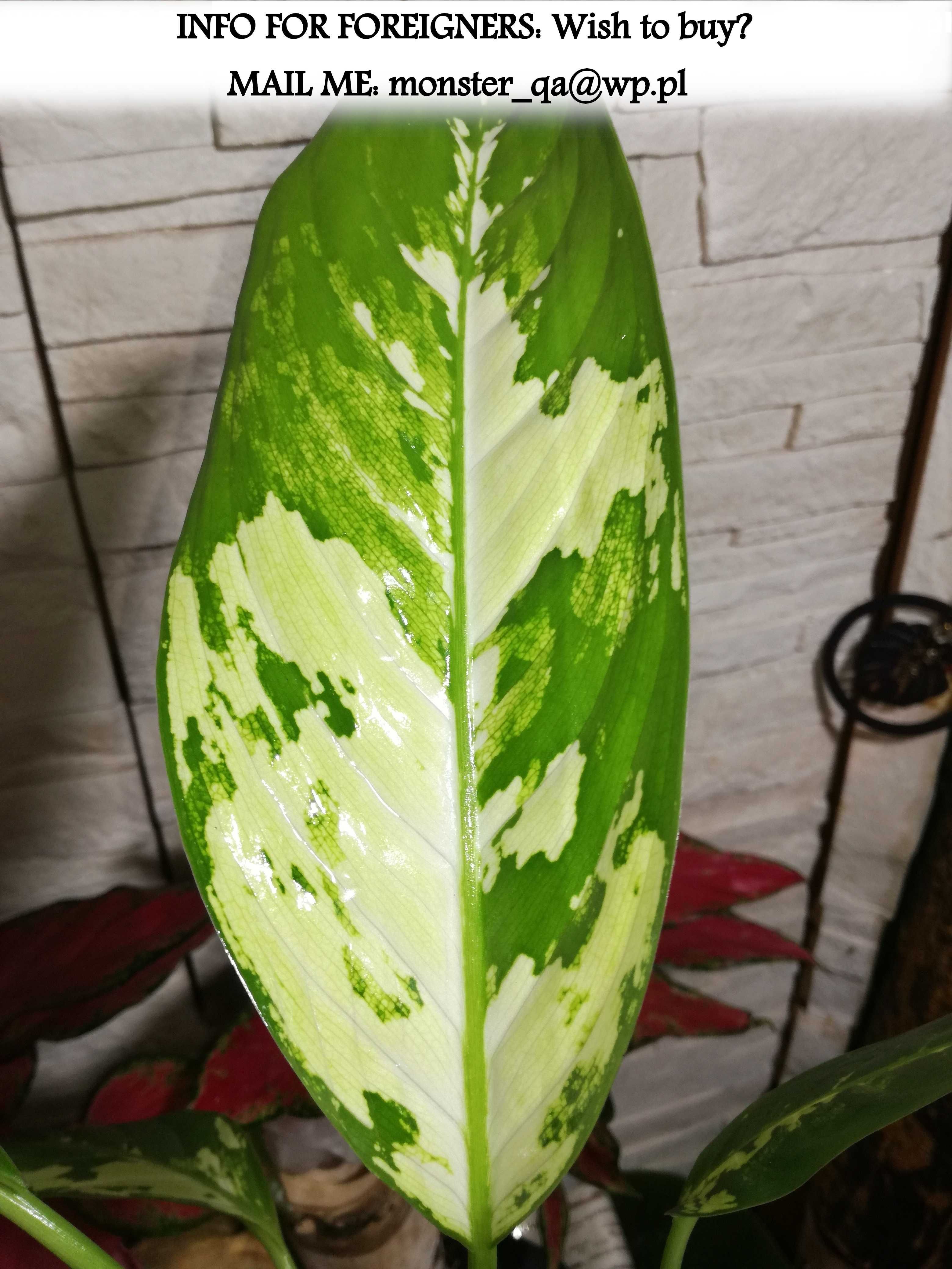 INTERNATIONAL Dieffenbachia Puerto Rico Variegata philodendron monster