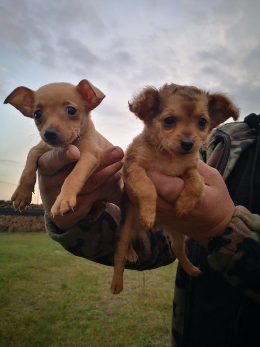 Пражські крисарикі цуценята