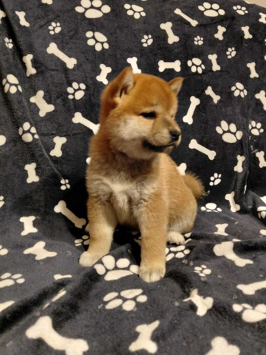 Shiba Inu  ZKwP FCI śliczne szczenie suczka