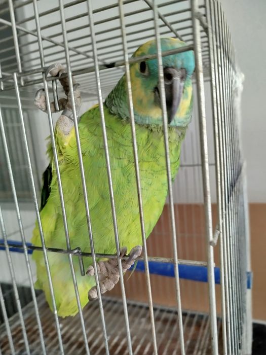 Amazona aestiva xanthopterys