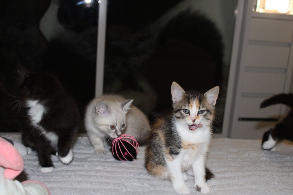 Ручні кошенята..