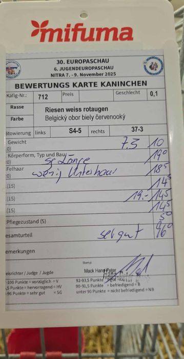 Olbrzym belgijski biały samce /samice