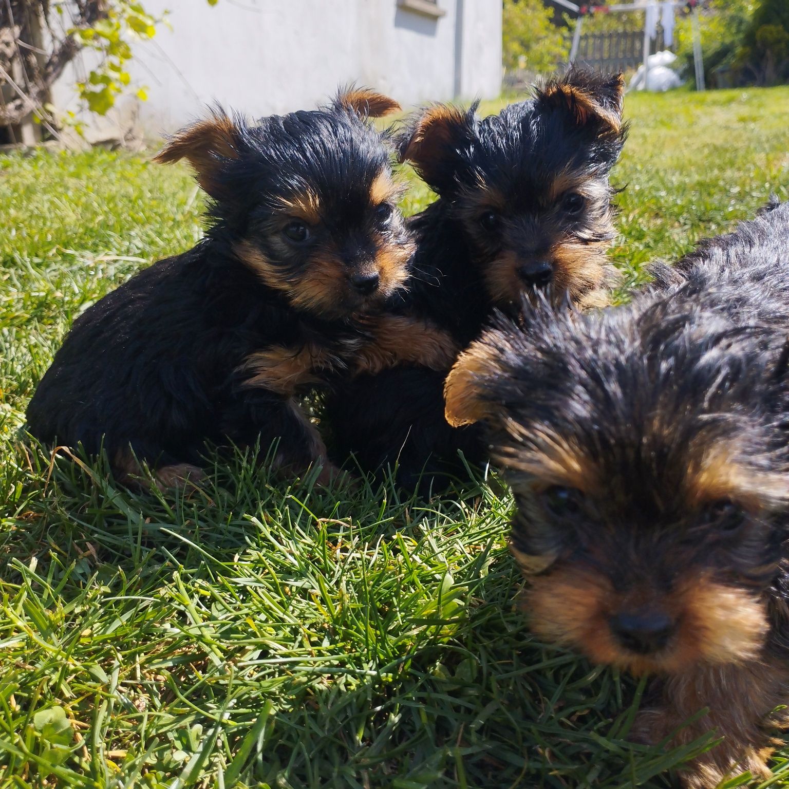 Yorkshire Terrier