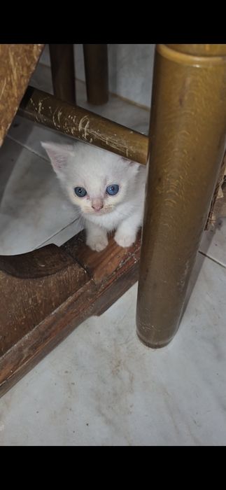 Scottish straight macho