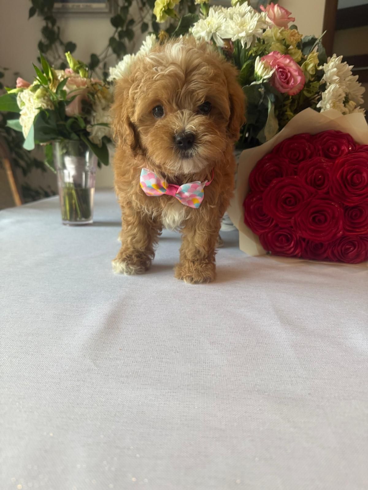 Maltipoo  Suczka