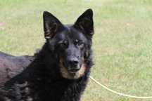 583681 Randi do adopcji.