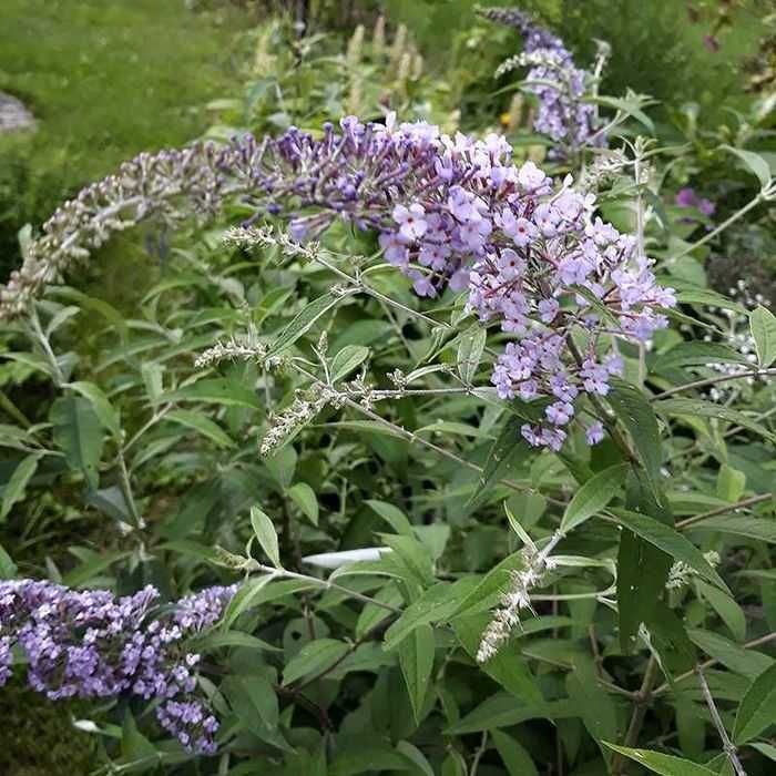 Магония падуболистная вечнозеленая