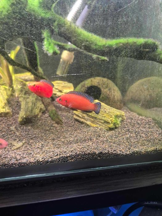 hemichromis exsul para