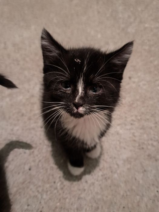 Oddam 3 małe kotki w dobre ręce