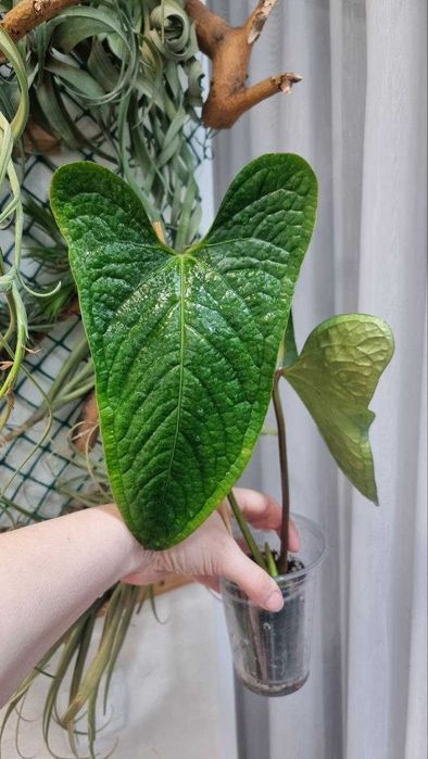 Антуріум Green Crocodile (Anthurium moronense x luxurians)