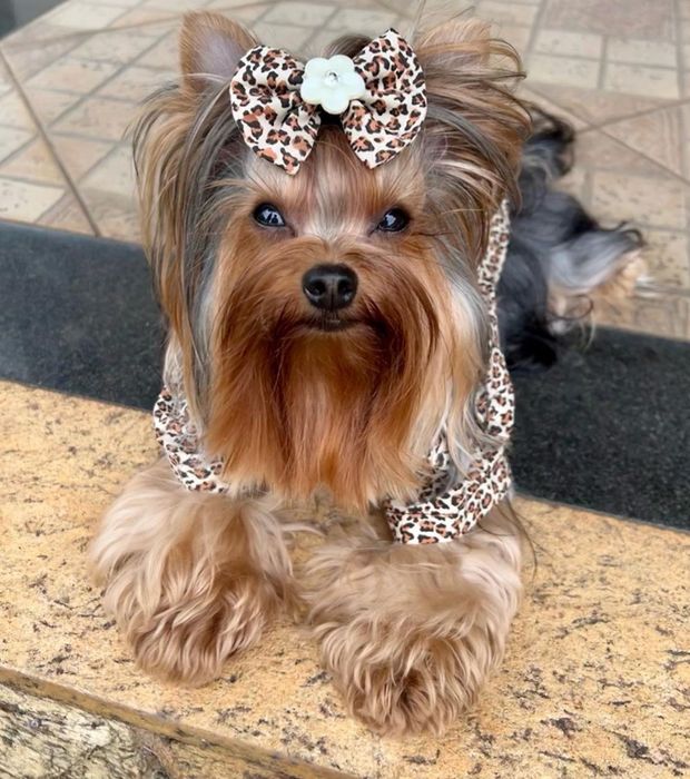 York Yorkshire terrier chip paszport wyprawka