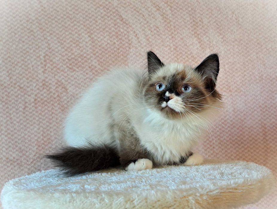 Kocurek Neva Masquerade – żółta obróżka, Nacho