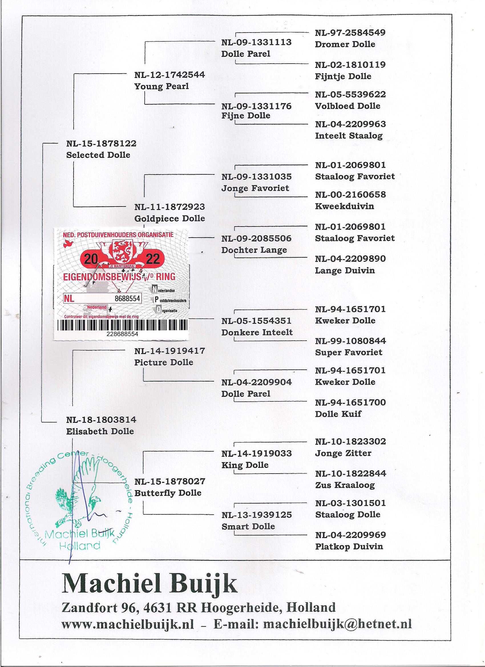 Młode Ardeny Org M. Buijk Para 128 gołębie pocztowe gołąb daleki dyst
