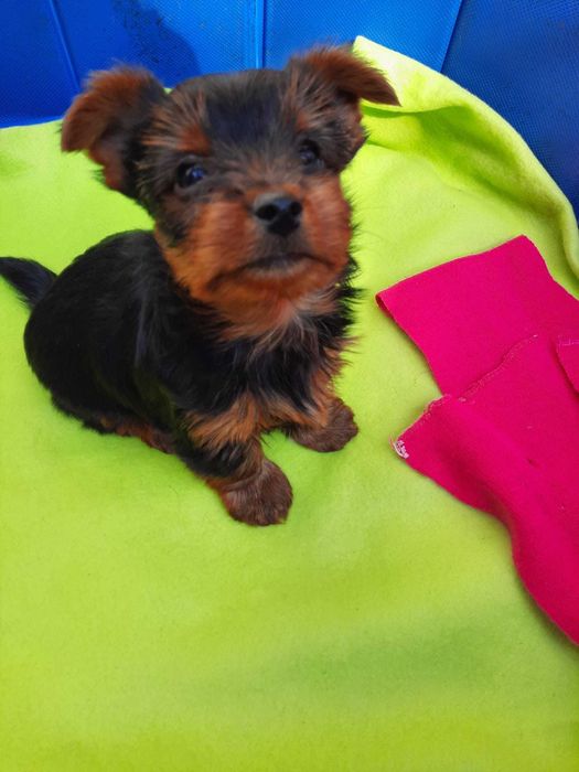 Yorkshire terrier