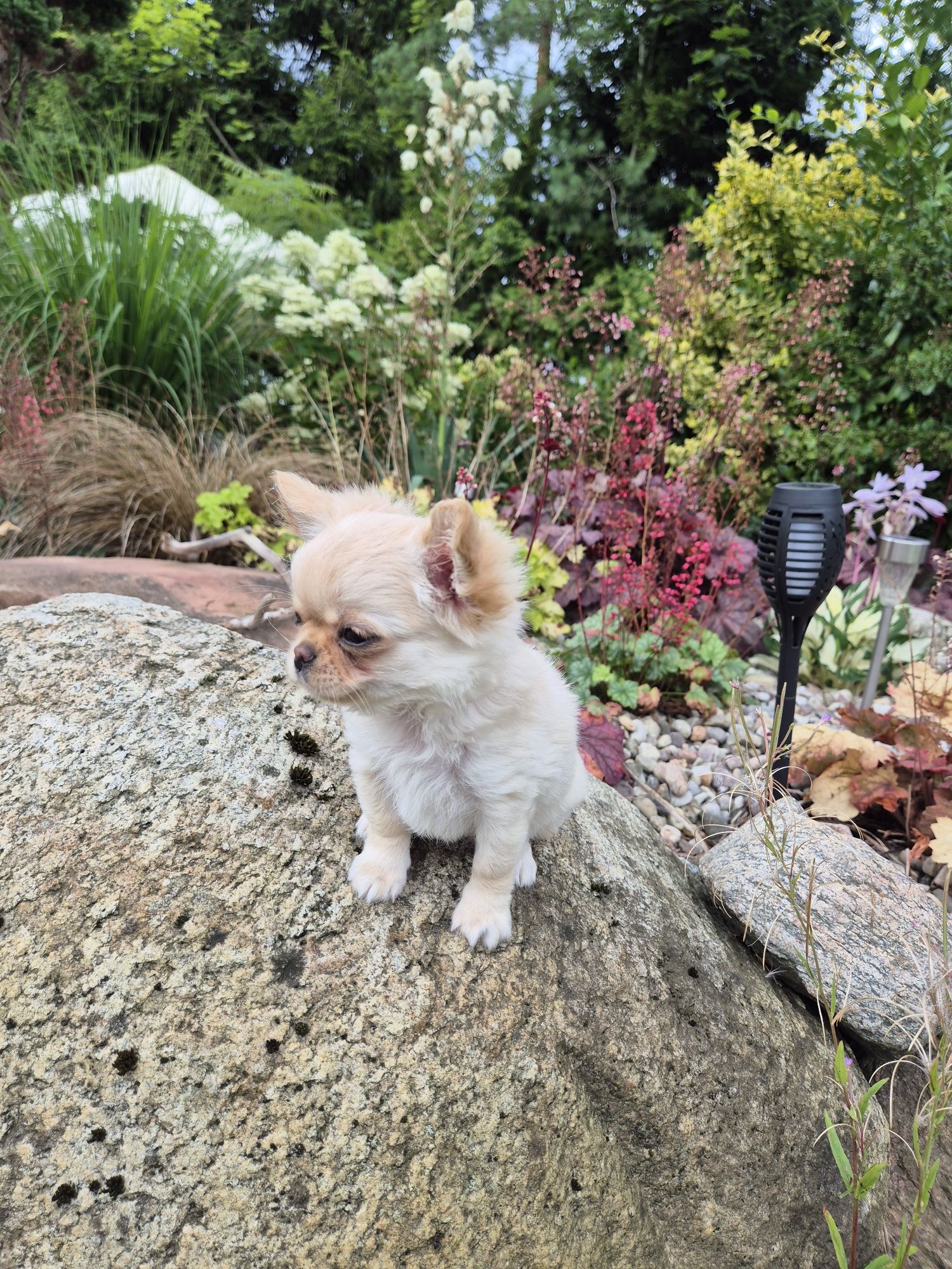 Suczka chihuahua długowłosa